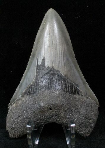 Sharp Lower Megalodon Tooth - SC #12884
